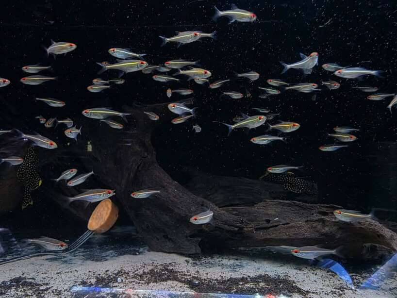 hoplo charax x5 Hoplocharax Goethei