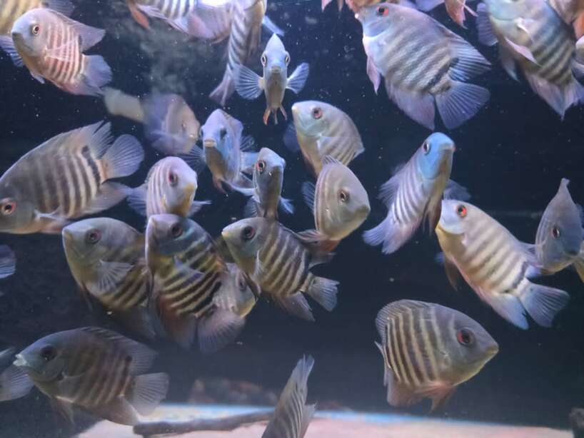 labirifer severum Labirifer Severums (wild)