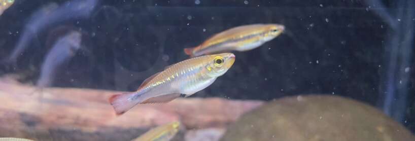 madagascan rainbow Madagascan Rainbows PAIR