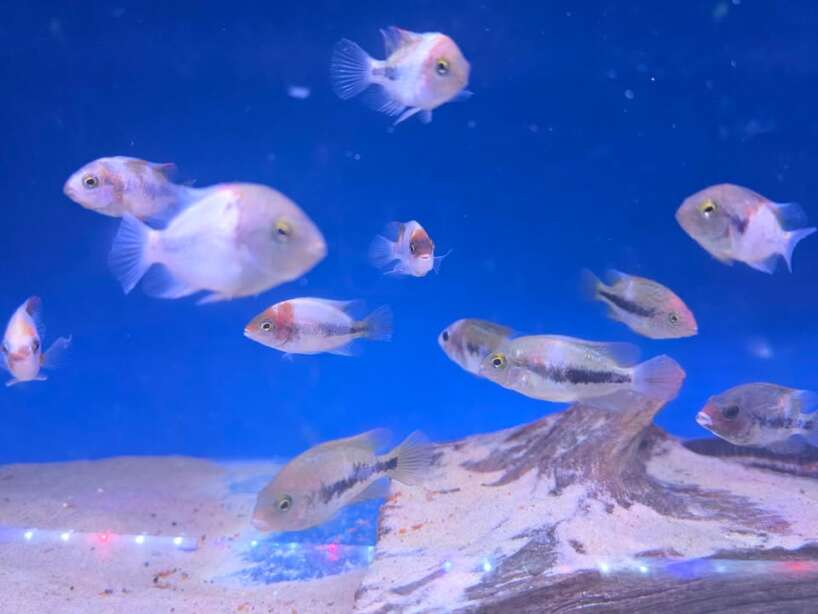 Vieja fenestrata (Marbled Fenestratus Cichlid)