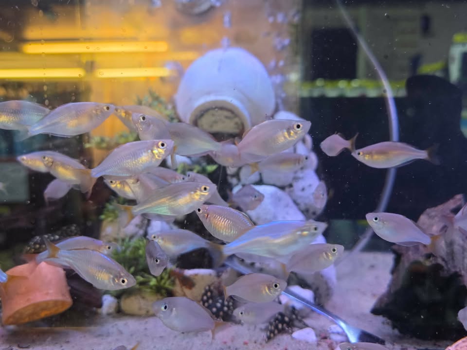 Neon dwarf rainbow PAIR