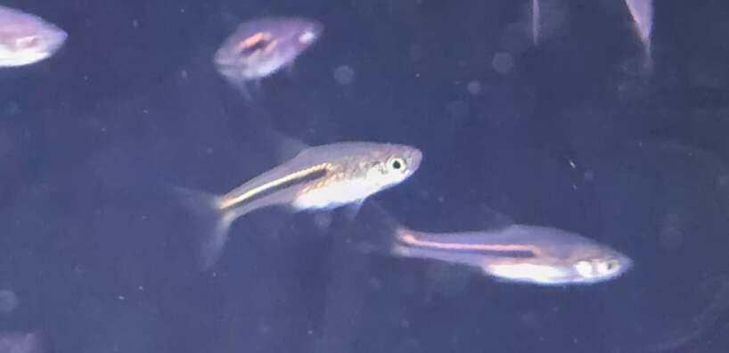 x4 trigonostigma somphongsi rasbora RARE!!