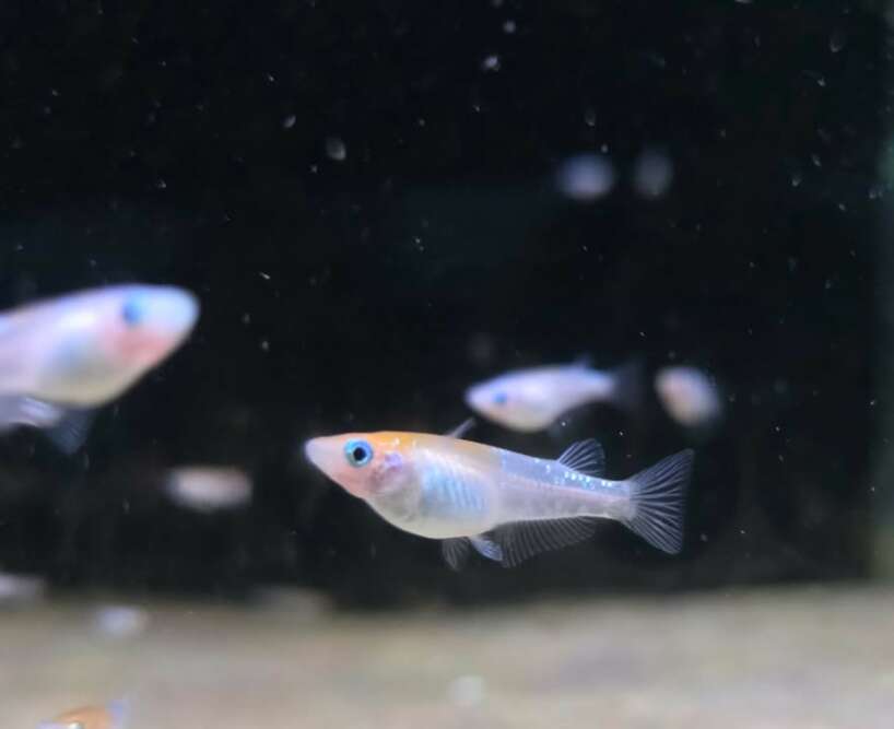 oryzias Kohaku x4 Oryzias Kohaku
