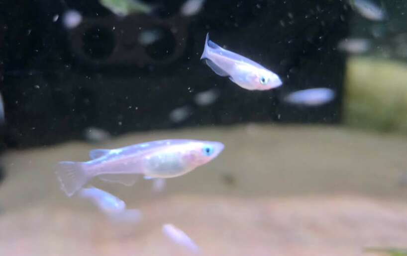 oryzias white miyuki Oryzias White Miyuki