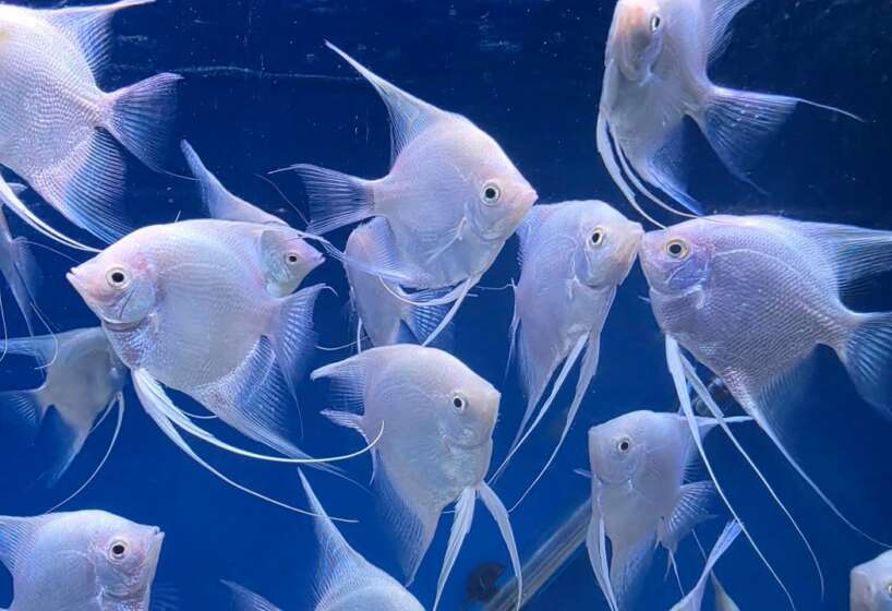 platinum angels Platinum Angel fish