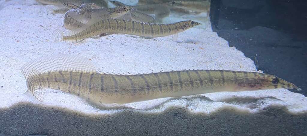Green Zebra Eel
