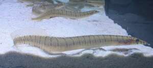 Green Zebra Eel