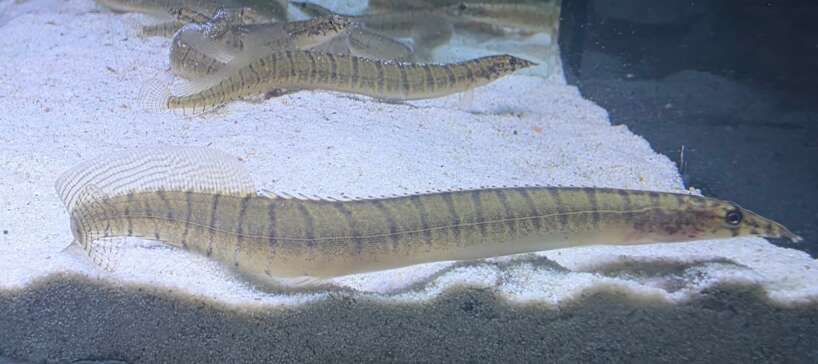 Green Zebra Eel