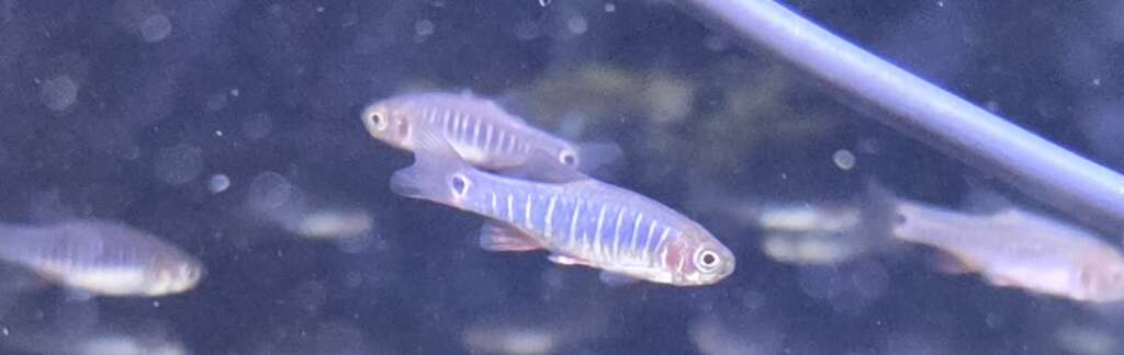 x5 Striped Galaxy Rasbora (microrasbora erythromicron)