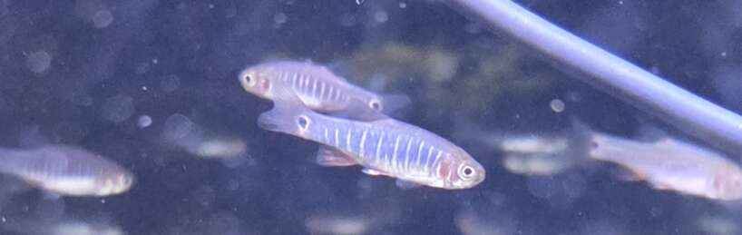x5 Striped Galaxy Rasbora (microrasbora erythromicron)