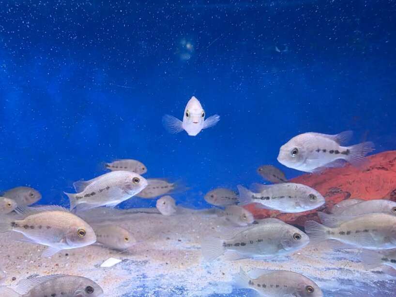 vieja breidohri Vieja Breidohri (Angostura cichlid)