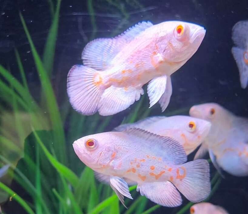 albino tiger oscar Albino Tiger Oscar