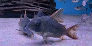 XL Cory Concolour PAIR