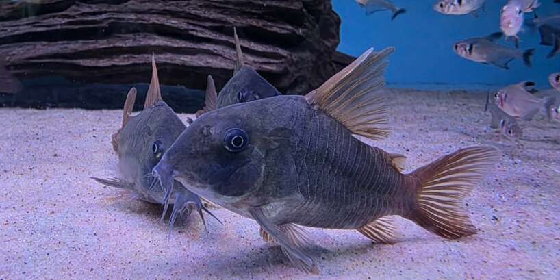 cory concolour XL Cory Concolour PAIR