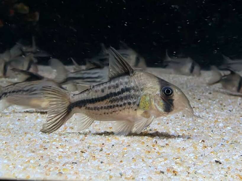 cory new sp1 Cory New sp1