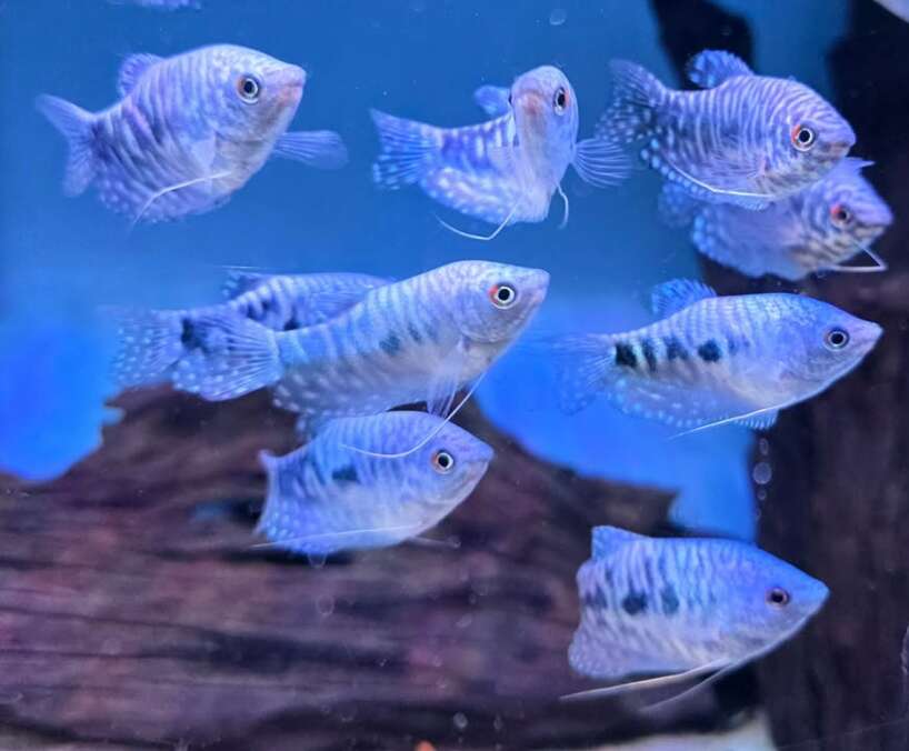 Cosby Gourami