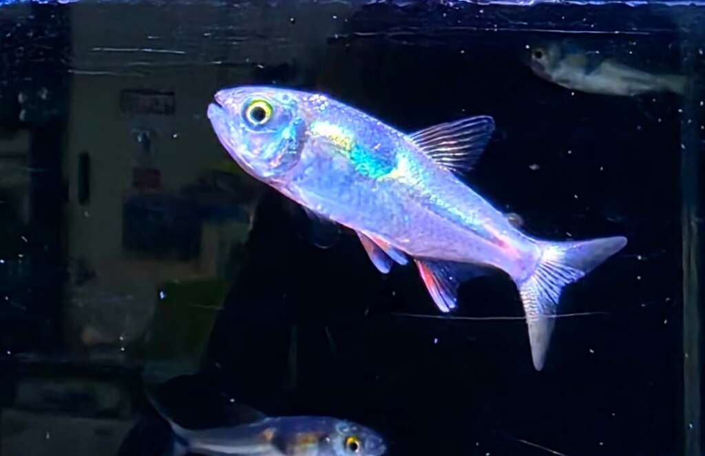 Bucktooth Tetra Exodon Paradoxus