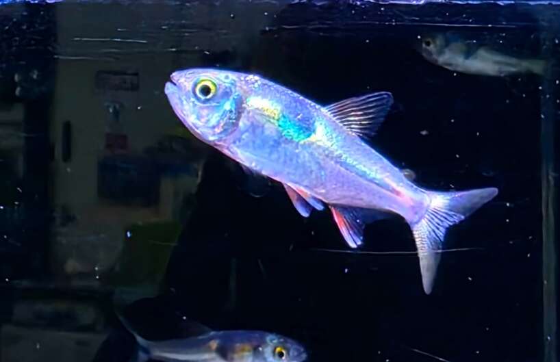 exodon Bucktooth Tetra Exodon Paradoxus