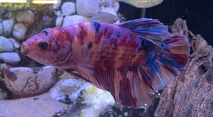 HMPK Giant male candy betta #7