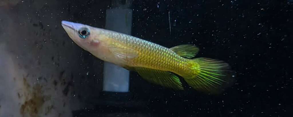 x4 Golden Panchax