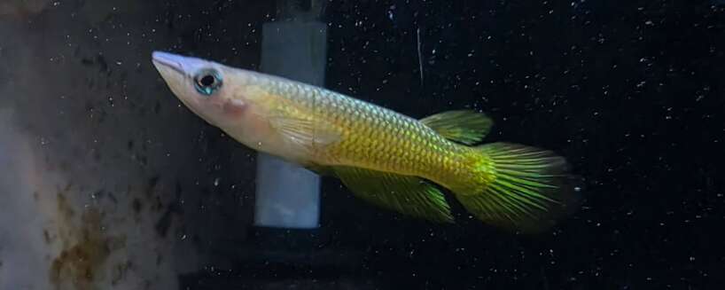 gold panchax Golden Panchax