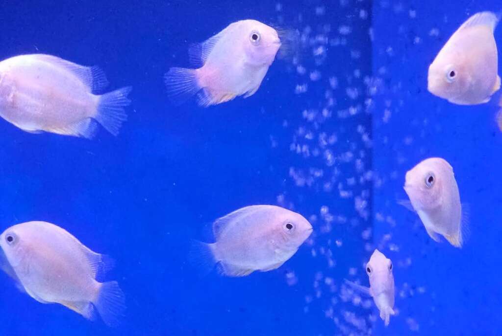 Juvenile Gold Severum