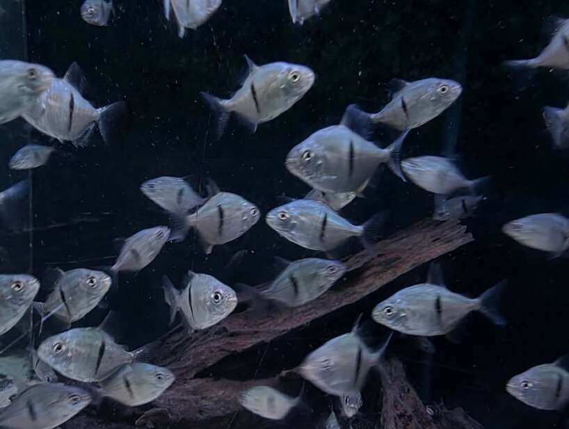 myleus thin bar Myleus Schomburgkii (JUVENILE)