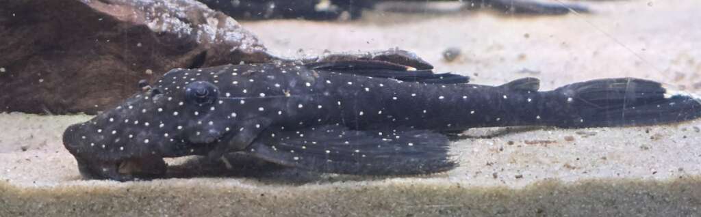 Pseudolithoxus Nicoi