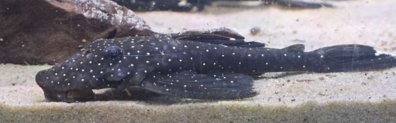 nicoi Pseudolithoxus Nicoi