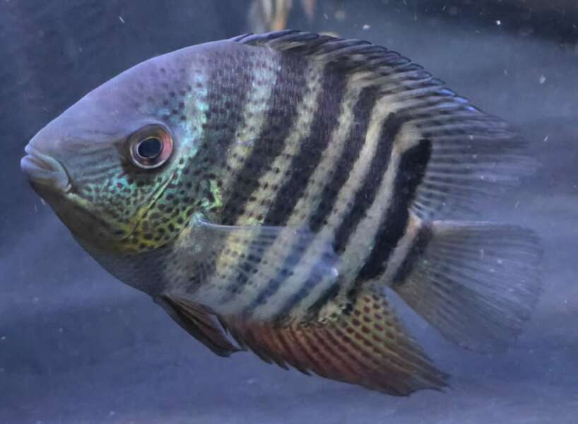 notatus Heros Notatus Severum PAIR