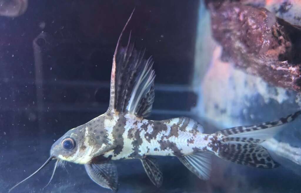 Piebald Synodontis WYSIWYG #2