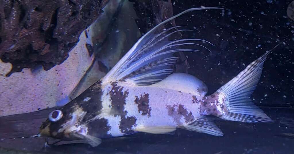Piebald Synodontis WYSIWYG #3