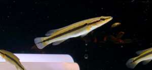Juvenile Zebrina Pike