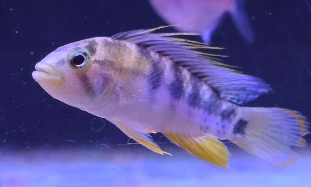 Apistogramma Baenschi/Inka PAIR – Pier Aquatics