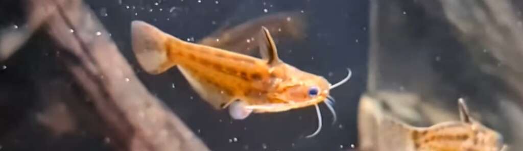 X5 Trachelychthys Exilis
