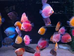 x4 Assorted Discus CB