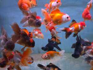A Grade Assorted Fancy Goldfish