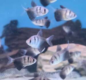 Black Widow Tetra