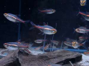 x5 Glowlight Tetra