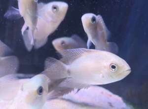 Juvenile Chocolate Cichlid CB