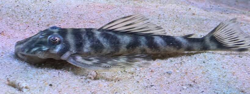 psd kelsourm Pseudolithoxus Kelsourm