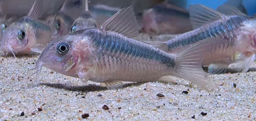 rabouti cory x4 Rabouti Cory