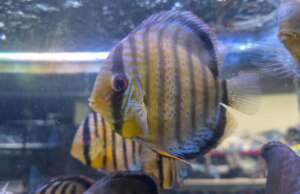Wild Red Spot Discus Peru A GRADE