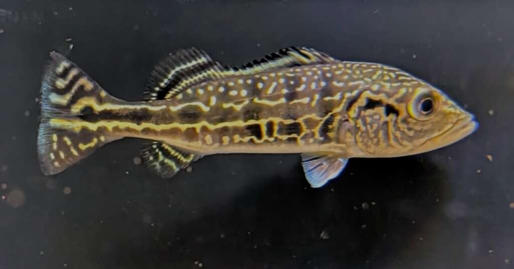 Royal Silk Bass ***COLLECTION ONLY***