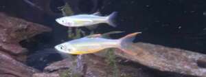 Threadfin Rainbows