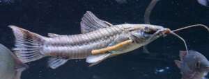 XL Hoplo Catfish Peru