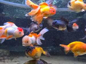 XL A Grade assorted oranda