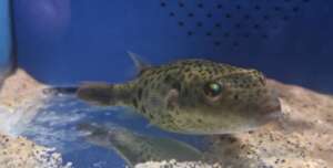 Abei Puffer