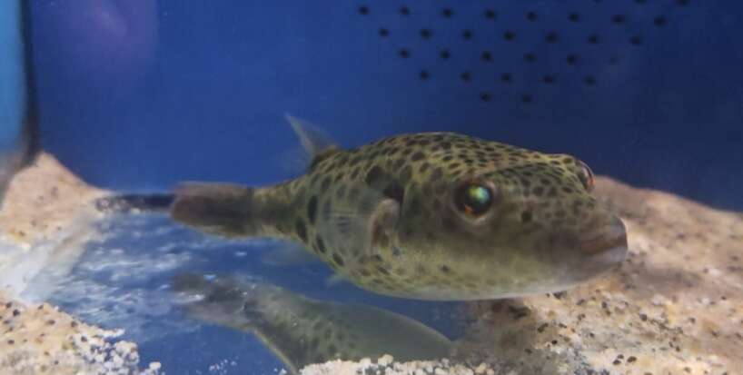 abei puffer 1 Abei Puffer