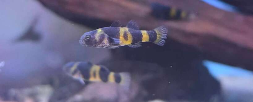 x5 Bumble Bee Goby